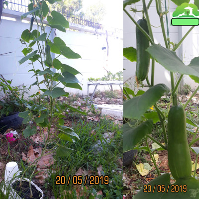 1 BỘ CHẬU TỰ DƯỠNG TRỒNG RAU BÍ XANH BASIC UNO NHẬP KHẨU BỒ ĐÀO NHA DÀNH CHO NGƯỜI BẬN RỘN NHƯNG YÊU THÍCH TRỒNG RAU TẠI NHÀ