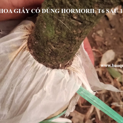 Bột Kích Ra Rễ Israel cho cây Thân Gỗ Hormoril T6 (T with Fungicide)