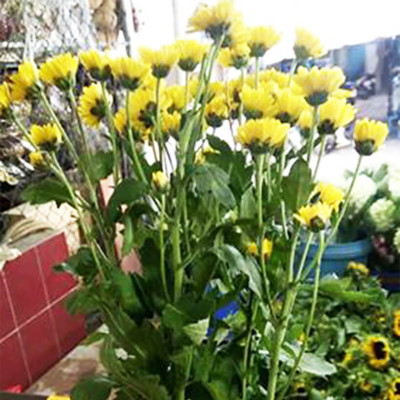 Dung dịch Bảo Quản Hoa Lâu tàn TOG Galileo Theo công nghệ của Israel (Can 5 Lít đậm đặt ) giúp xử lý hoa tươi lâu tại Nhà Vườn Trồng Hoa và Vựa Hoa