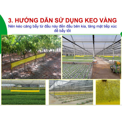 KEO DÍNH BẪY RUỒI MÀU VÀNG CỦA ISRAEL (CUỘN 20 MÉT TRẢI NGHIỆM) VÀ BẪY CÁC LOẠI CÔN TRÙNG KHÁC TRONG NÔNG NGHIỆP NHƯ BỌ PHẤN TRẮNG, BỌ TRĨ, BƯỚM, ỐC SÊN ...