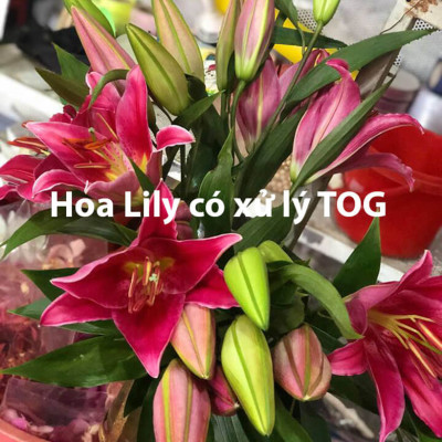 Xử lý Hoa Lily không nở trong 15 ngày tại nhà vườn trồng hoa Growers nhập khẩu Israel TOG đậm đặc Combo pha 1.000L dung dịch