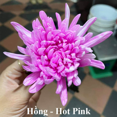 Nước Nhuộm Hoa Tươi Màu Hồng (Set 2 Chai) theo công nghệ Israel Color Sodium For Fresh Flowers giúp nhuộm đổi màu hoa cắt cành thành màu hồng đậm Pink