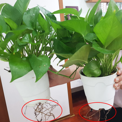 Combo 2 Bộ Chậu Tự Dưỡng Trồng Rau sạch, Trồng Cây Xanh Để Bàn Basic S & UNO nhập khẩu Bồ Đào Nha dành cho người yêu rau và cây tại nhà 