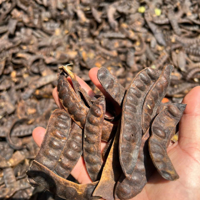 Quả bồ kết khô Tuệ Tâm - Bồ kết chắc hạt thơm và quả to không bị sâu mọt - Gói 500gr