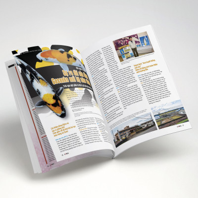 Cá Koi Vietnam - Tập 17