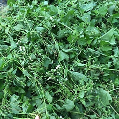 cây cứt lợn khô (hoa tím, hoa ngũ sắc, cây cỏ hôi) 1kg