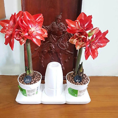 Bộ Trồng Cây Tự Dưỡng Để Bàn Ngày Tết Minigarden Basic S giúp cây văn phòng tự tưới nước và Tự sống tốt mà không cần chăm sóc cây