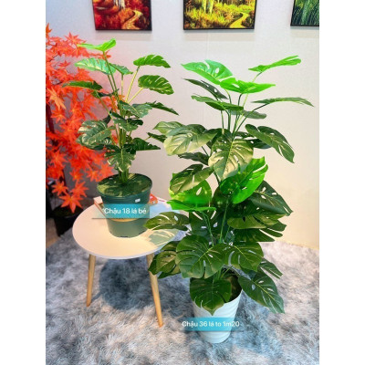 Cây trầu bà lá xẻ giả - Tặng chậu, xốp, cỏ hoặc rêu trải bề mặt - Cây giả, hoa lụa trang trí nhà cửa