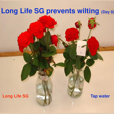 Bột Dưỡng Hoa Hồng Lâu Tàn (Set 10 hộp 1 hộp 10 gói tiết kiệm) giúp hoa luôn tươi mới, cánh hoa hồng cứng cáp gấp 2 lần và trong 14 ngày không thối nước hay cắt tỉa gốc hoa (hiệu Longlife nhập khẩu Israel)