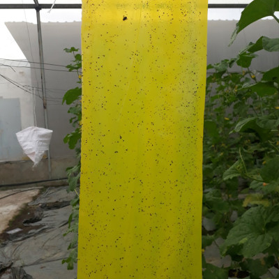 KEO DÍNH BẪY RUỒI MÀU VÀNG CỦA ISRAEL (CUỘN 20 MÉT TRẢI NGHIỆM) VÀ BẪY CÁC LOẠI CÔN TRÙNG KHÁC TRONG NÔNG NGHIỆP NHƯ BỌ PHẤN TRẮNG, BỌ TRĨ, BƯỚM, ỐC SÊN ...