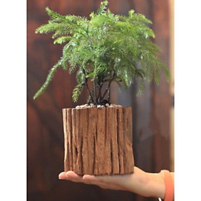Chậu Cây Gỗ Tự Nhiên