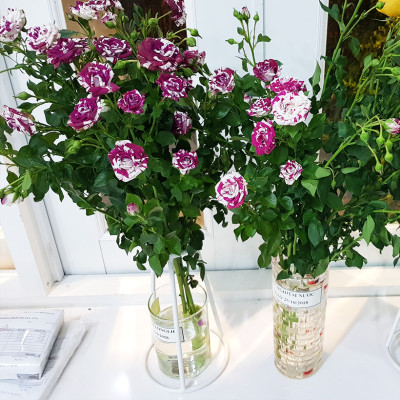 Bột Dưỡng Hoa Hồng Lâu Tàn (Set 10 hộp 1 hộp 10 gói tiết kiệm) giúp hoa luôn tươi mới, cánh hoa hồng cứng cáp gấp 2 lần và trong 14 ngày không thối nước hay cắt tỉa gốc hoa (hiệu Longlife nhập khẩu Israel)