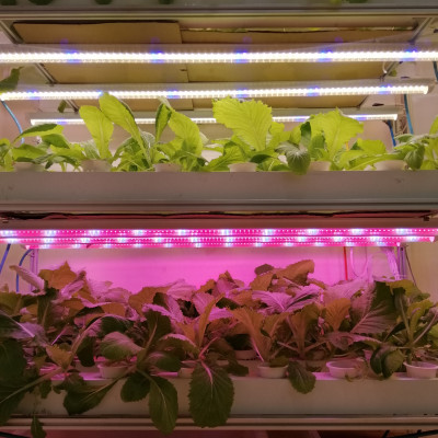 Đèn LED Trồng Cây và Quang Hợp Cho Cây Trong Nhà, Đủ Phổ Như Ánh Sáng Tự Nhiên, Chính Hãng Rạng Đông, Bảo Hành 2 Năm.