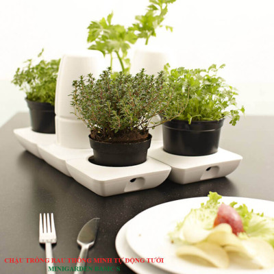 BỘ CHẬU TRỒNG RAU THÔNG MINH TỰ ĐỘNG TƯỚI trong vòng 2 tháng BASIC S, sử dụng 10 năm