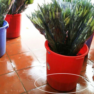 DUNG DỊCH BẢO QUẢN HOA LILY LÂU TÀN, KIỀM HOA KHÔNG NỞ VÀ “NGỦ ĐÔNG” TRÊN 15 NGÀY TẠI NHÀ VƯỜN TRỒNG HOA (GROWERS) THEO CÔNG NGHỆ ISRAEL