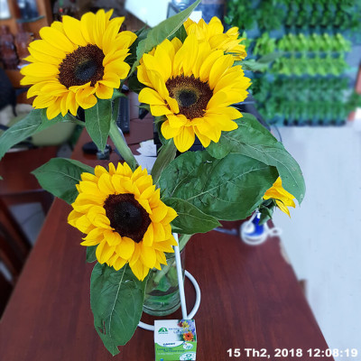 Thuốc cắm hoa Hướng Dương lâu tàn nhập khẩu Israel (Set 50 gói) giúp hoa tươi gấp 2 lần và 14 ngày không thay nước mới