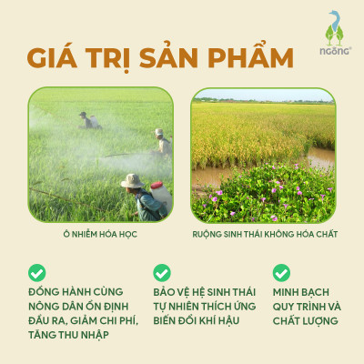 Gạo Ngỗng Sinh Thái ST25 Xát Trắng 3kg