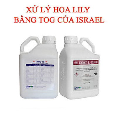 DUNG DỊCH BẢO QUẢN HOA LILY LÂU TÀN, KIỀM HOA KHÔNG NỞ VÀ “NGỦ ĐÔNG” TRÊN 15 NGÀY TẠI NHÀ VƯỜN TRỒNG HOA (GROWERS) THEO CÔNG NGHỆ ISRAEL