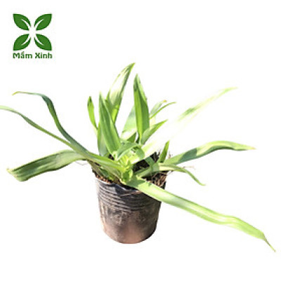 Cây Thảo Linh Chi – Cây Bao Tử, Cây Dạ Dày Giống – Giao Cây Thật Đúng Video