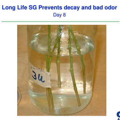 Nước cắm hoa lâu tàn (Set 100 gói) dạng bột nhập khẩu Israel Food For CUT Flowers mỗi gói tạo ra 0.5L dung dịch xử lý hoa cắm bình