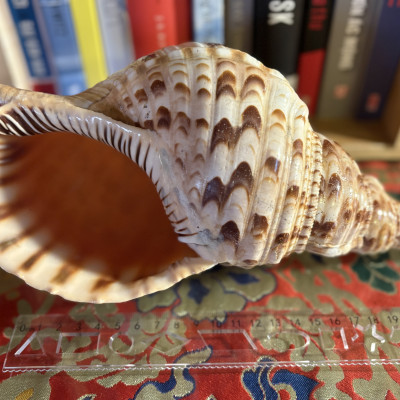 Vỏ ốc Hoàng Hậu 