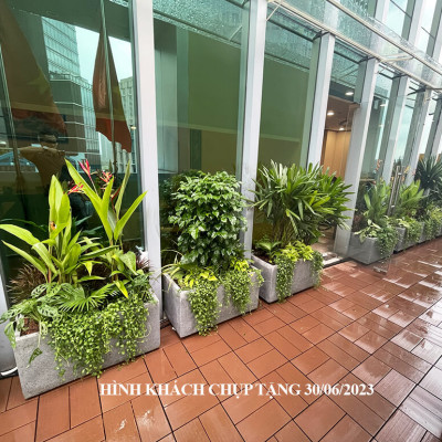 Chậu Đá Mài Cây Xanh Ban Công (Combo trọn gói) size lớn gồm Chậu, cây xanh, đất trồng và phân bón với thời gian bảo hành 2 tháng