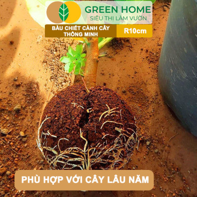 Bầu Chiết Cành GreenHome, R10cm(1 Thùng 80 CÁI), Tăng Khả Năng Ra Rễ,Phù Hợp Với Xoài, Mít,Sầu Riêng
