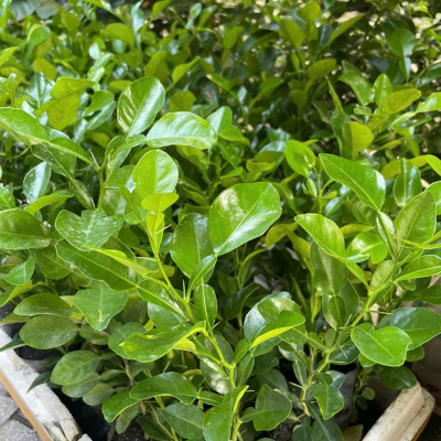 Combo 10 Cây Giống Chúc (Chanh Thái) – Cao Khoảng 20cm – Cây Gia Vị Trồng Vườn hoặc Chậu