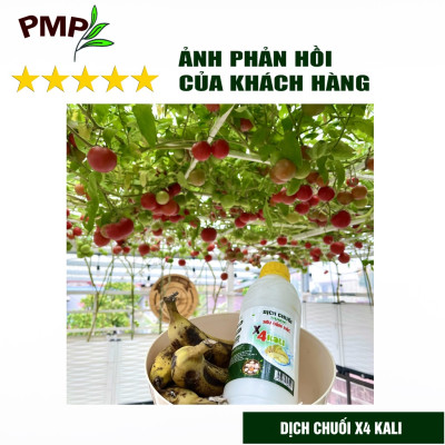 Combo 2 Chai Dịch Chuối Humic PMP Vi Sinh Chuyên Dùng Cho Hoa Hồng, Rau Sạch 1L/Chai