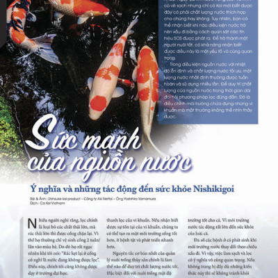 Cá Koi Vietnam - Combo 3 cuốn (Tập 7, 8, 9)