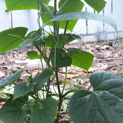 1 BỘ CHẬU TỰ DƯỠNG TRỒNG RAU BÍ XANH BASIC UNO NHẬP KHẨU BỒ ĐÀO NHA DÀNH CHO NGƯỜI BẬN RỘN NHƯNG YÊU THÍCH TRỒNG RAU TẠI NHÀ