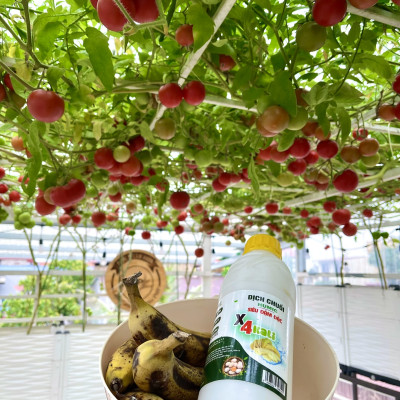 Combo Phân Đậu Nành Soymic V - Dịch Chuối Cho Rau Sạch