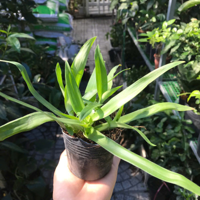 Cây Thảo Linh Chi – Cây Bao Tử, Cây Dạ Dày Giống – Giao Cây Thật Đúng Video