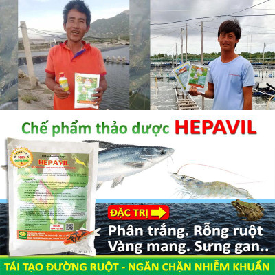 VƯỜN SINH THÁI - Thảo dược hepavil đặc trị phân trắng, rỗng ruột, vàng mang sưng gan trên Tôm Cá Ếch Lươn - Hiệu quả ngay sau 5-7 ngày - 100% Thiên Nhiên