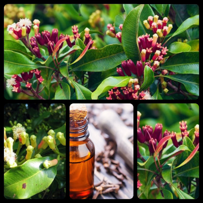 Tinh dầu Đinh hương 100ml nguyên chất từ thiên nhiên - Mộc Mây