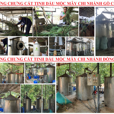 Tinh dầu Hoa Phong Lữ 50ml Mộc Mây - tinh dầu thiên nhiên nguyên chất 100% - chất lượng vượt trội - mùi hương nồng nàn, quyến rũ, kích thích, hưng phấn - Có kiểm định