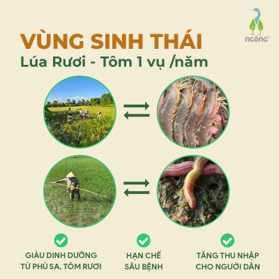 Gạo Ngỗng Sinh Thái ST25 - Gạo Sạch Ruộng Rươi Tôm Gói 700gr