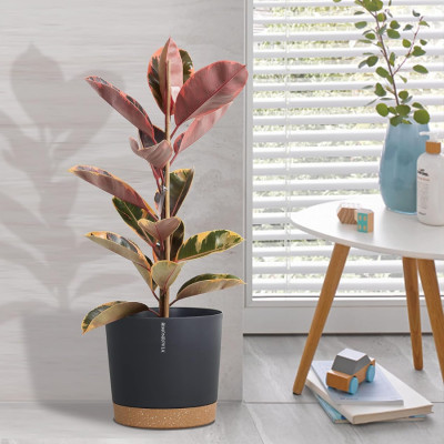 Chậu tự tưới thông minh Monrovia cho hoa, cây cảnh trong nhà và ngoài trời hình trụ tròn