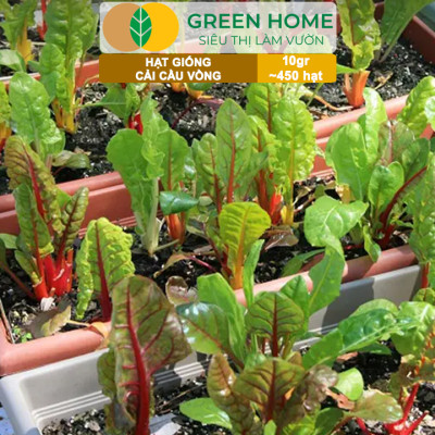 Hạt Giống Rau Cải Cầu Vồng Greenhome, Gói 10g~450 hạt, Dễ Trồng Quanh Năm, Nảy Mầm Cao, Thu Hoạch Nhanh, Năng Suất Cao R06