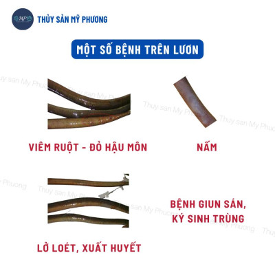 Men tiêu hóa nông to đường ruột men sống ngừa kích thích tăng đề kháng lớn nhanh tăng trọng tôm thẻ cá lươn ếch ốc ba ba