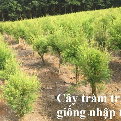 Tinh dầu Tràm Trà 50ml Mộc Mây - tinh dầu nguyên chất 100% từ thiên nhiên - chất lượng và mùi hương vượt trội