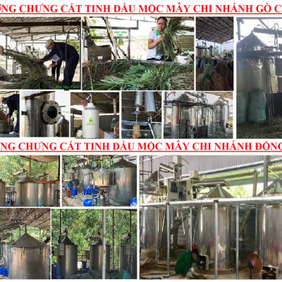 Tinh dầu Sả Chanh Mộc Mây - Xuất khẩu Châu Âu, nguyên chất 100% từ thiên nhiên, xông phòng, khử mùi, thơm phòng, đuổi muỗi, thư giản