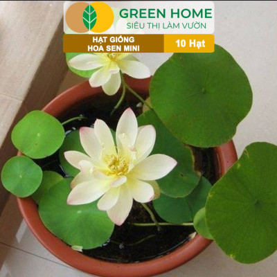 Hạt Giống Hoa Sen Mini GreenHome,  Gói 10 Hạt, Nhiều Màu, Dễ Trồng, Dễ Chăm, Nảy Mầm Tốt H01