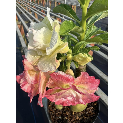 Hạt giống hoa sứ Thái Lan cánh tiên nhiều tầng ghép 3 màu đỏ cam vàng - Bịch 10 hạt – Mã số 2090