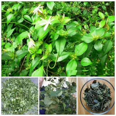 Chè vằng sẻ túi lọc ( Hộp 30 gói 5g) - Chè vằng sẻ Hà Tĩnh Hương vị của núi hồng - Chè vằng giúp giảm cân lợi sữa