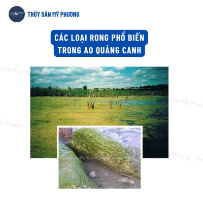 Hóa chất chuyên diệt các loại rong cắt tảo độc Drt Eff trong ao hồ bể nuôi ương tôm thẻ cá lươn ếch nòng nọc ốc ba ba