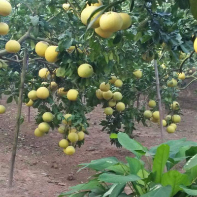 Tinh dầu Bưởi Chùm (bưởi Hồng, bưởi Úc) 10ml Mộc Mây - tinh dầu thiên nhiên nguyên chất 100% - chất lượng và mùi hương vượt trội