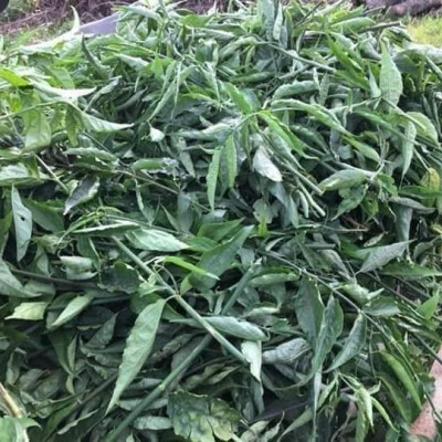 Cây xương khỉ (Cây bìm bịp - Cây mảnh cộng)  - Sản phẩm khô về làm trà ( Gói 1kg)