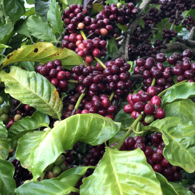 Cà Phê Nguyên Chất Baka - Robusta (Hộp 500g)