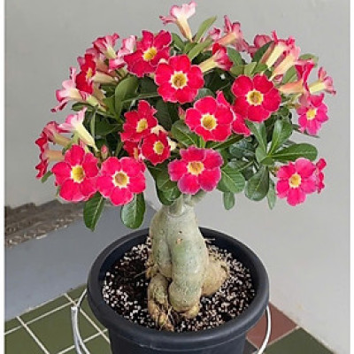 Hạt giống hoa sứ kép Thái Lan - Bịch 10 hạt – Mã số 1948